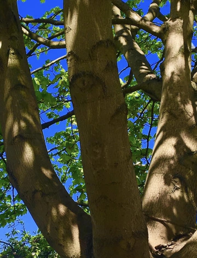 65D1BD17-8A6F-4D62-A82E-CE8A8F76AA0B