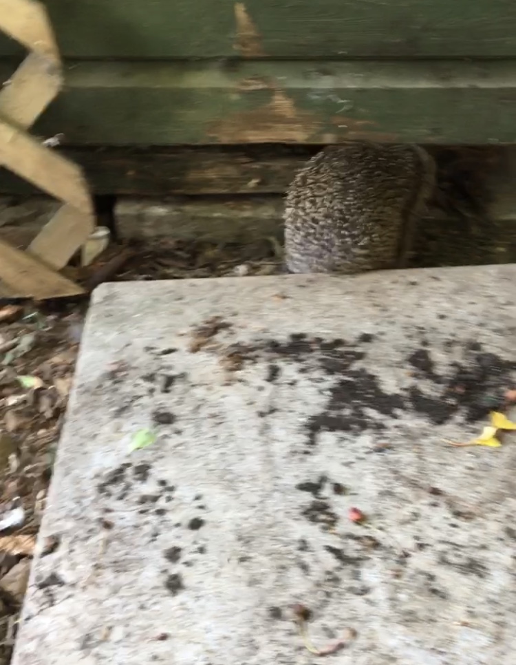 A3B6E630-1944-4E0A-981F-825BD53011F2